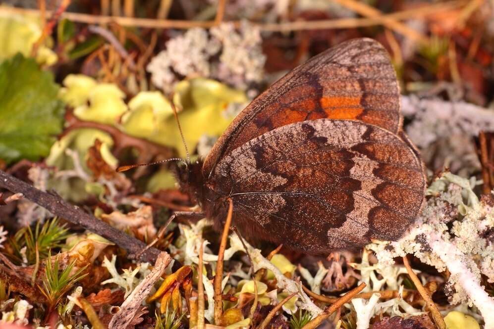 Erebia fasciata Butler 1868 resmi