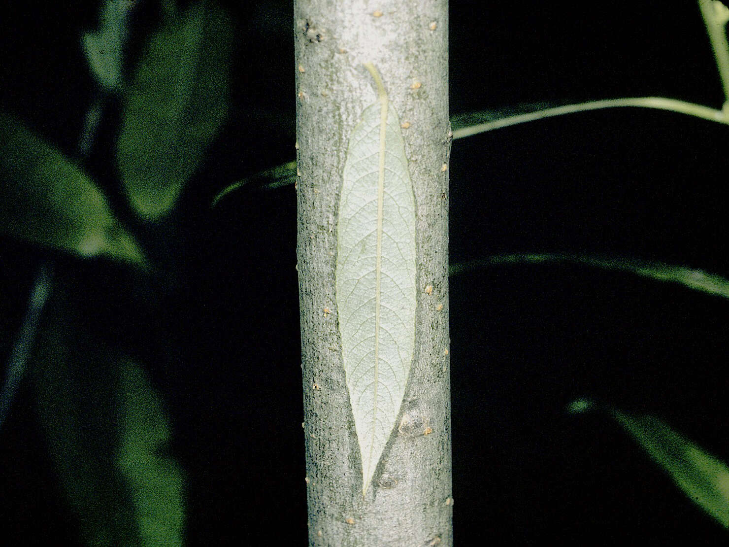 Image of silky willow