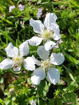 Imagem de Rubus trivialis Michx.