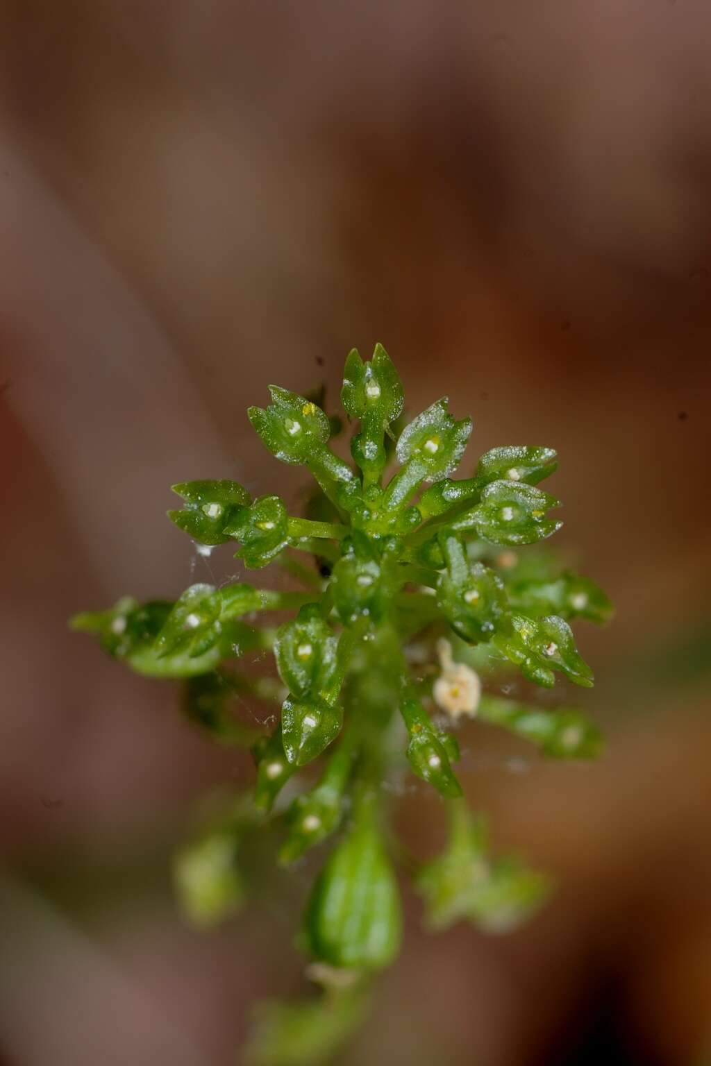 Image of Bayard's adder's-mouth orchid