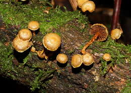 Image of Pholiota squarrosipes Cleland 1933