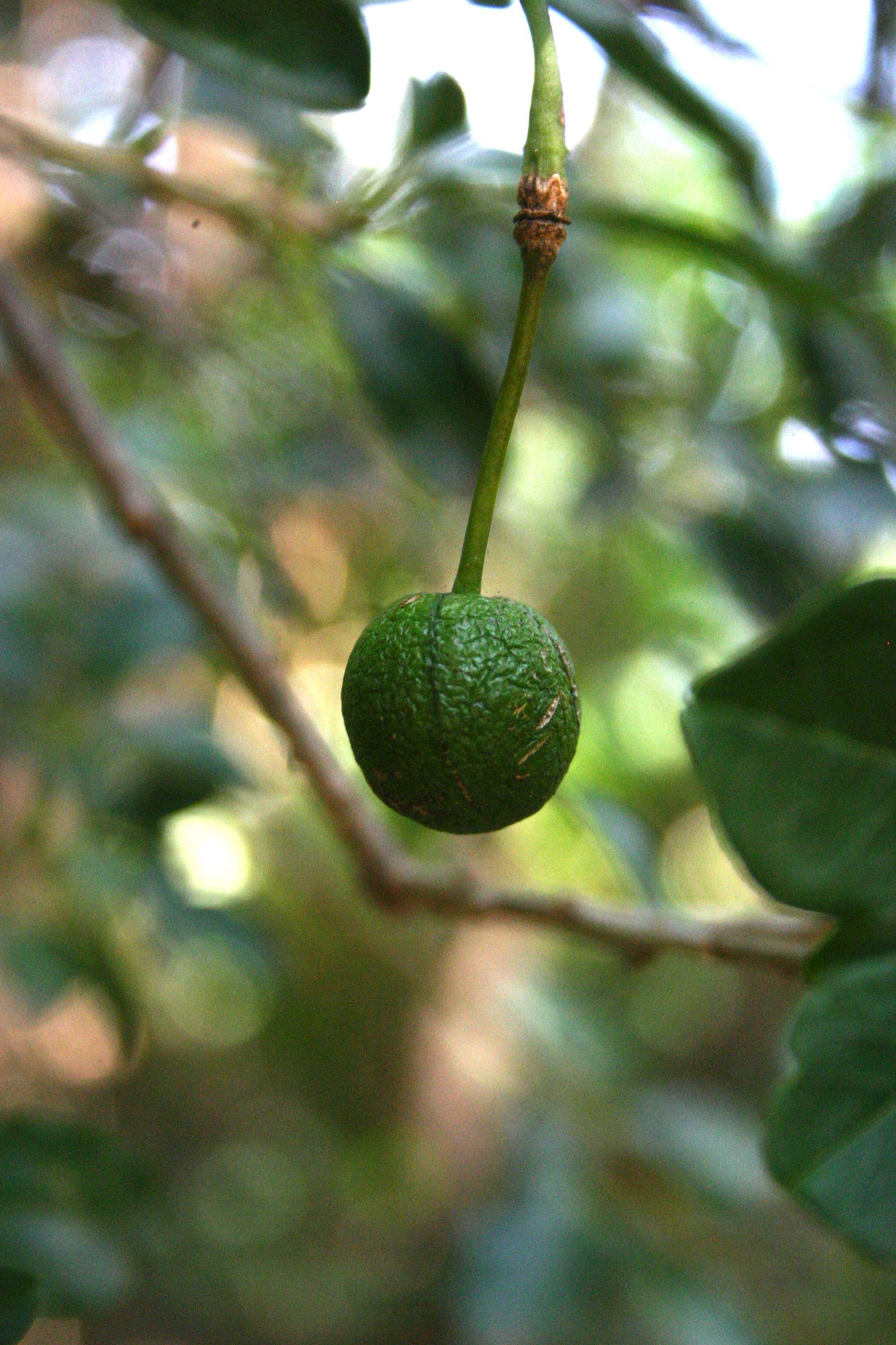 Image of Maerua cafra
