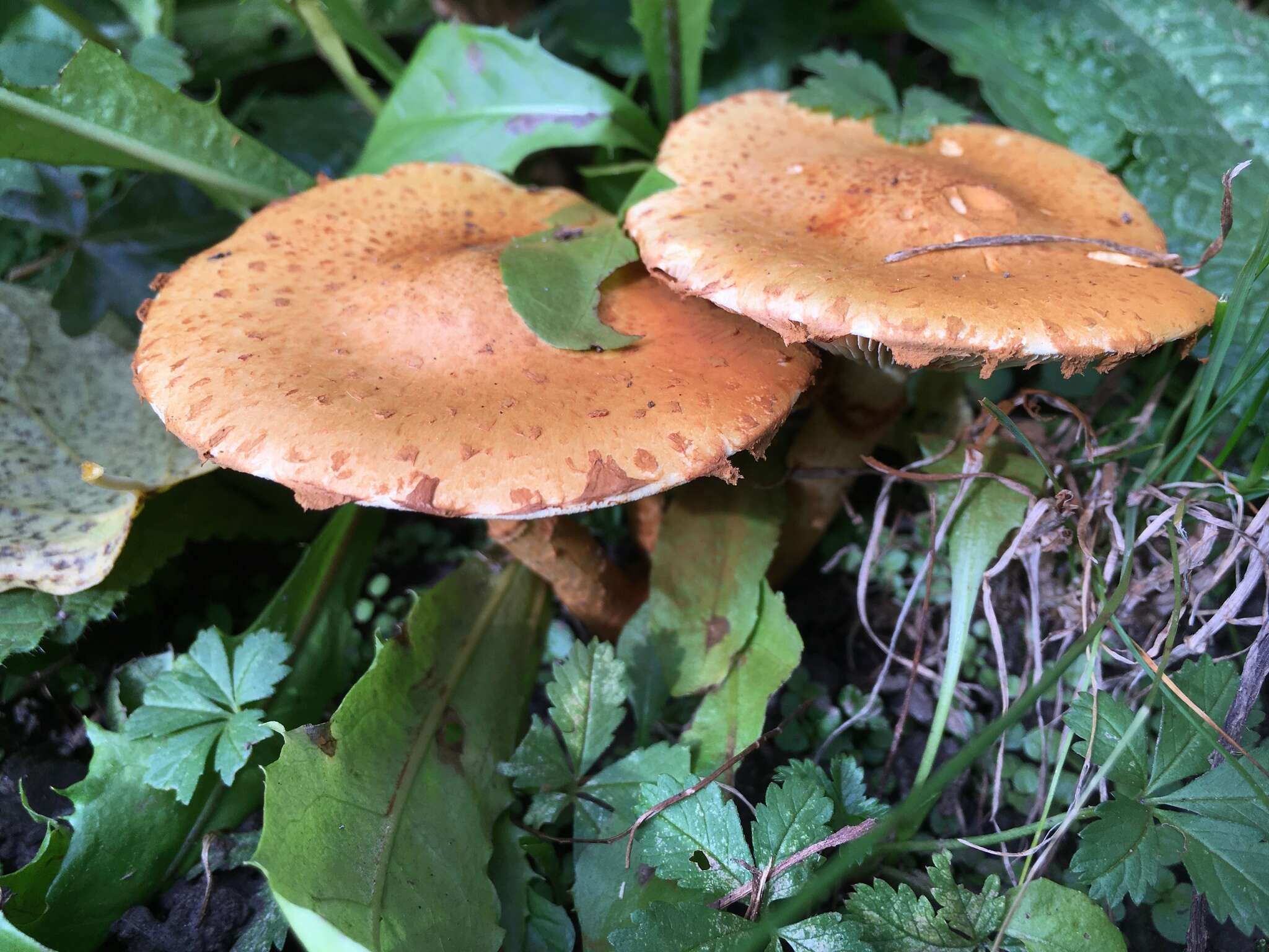 Imagem de Pholiota lucifera (Lasch) Quél. 1872