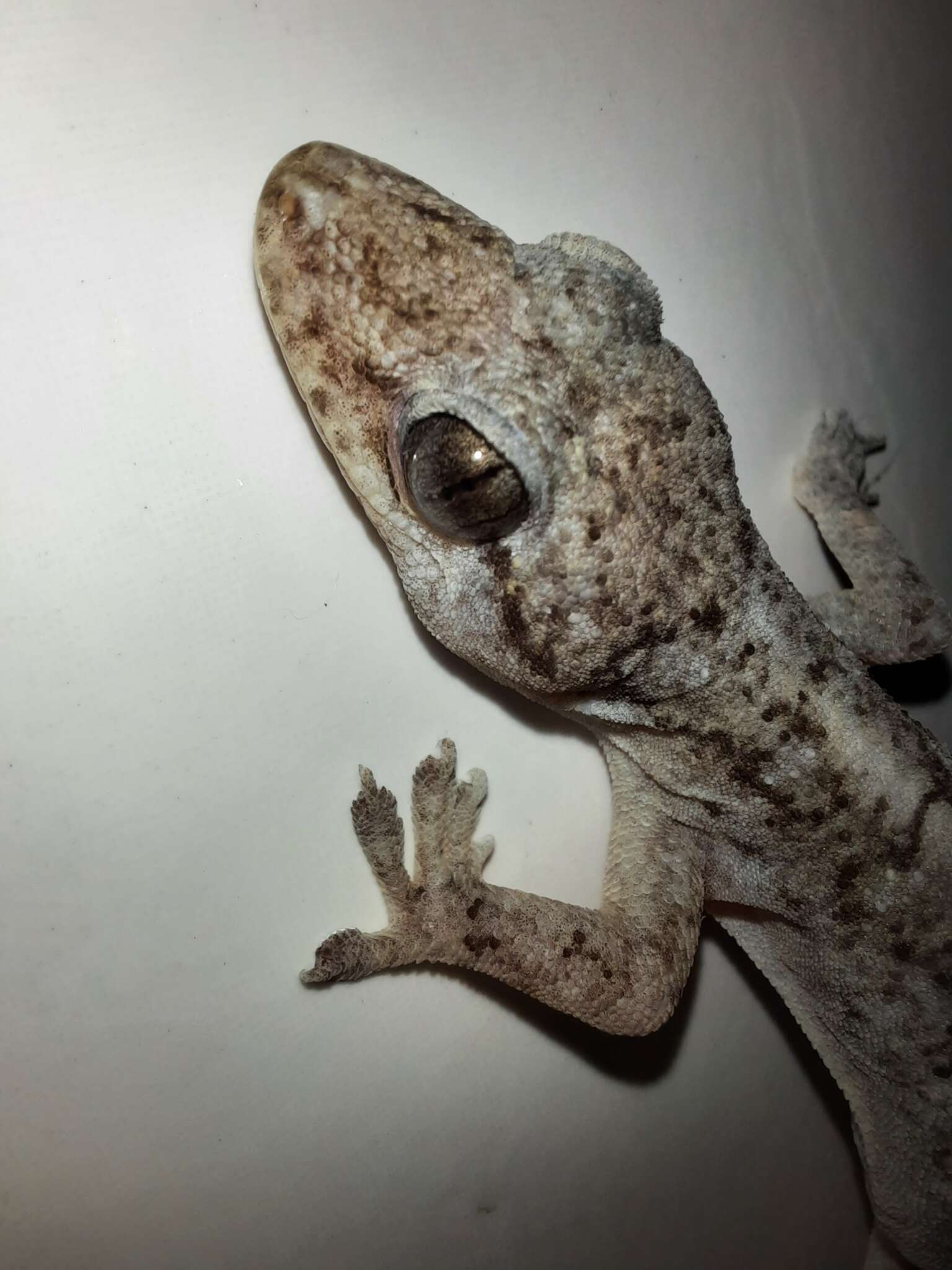 Image of Brazilian gecko