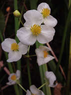 Sagittaria latifolia Willd. resmi