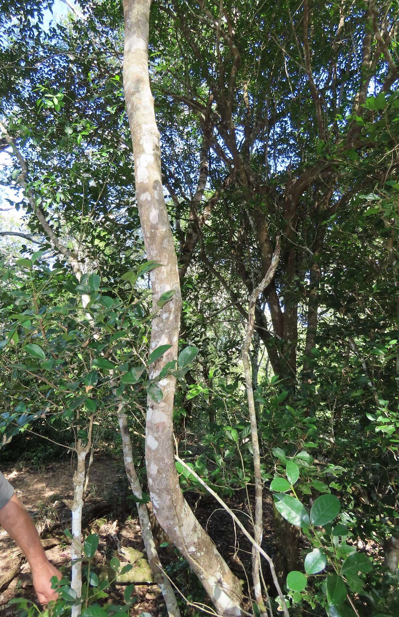 Image of Cassipourea mossambicensis (Brehmer) Alston