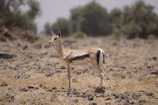 Image of Grant's Gazelle