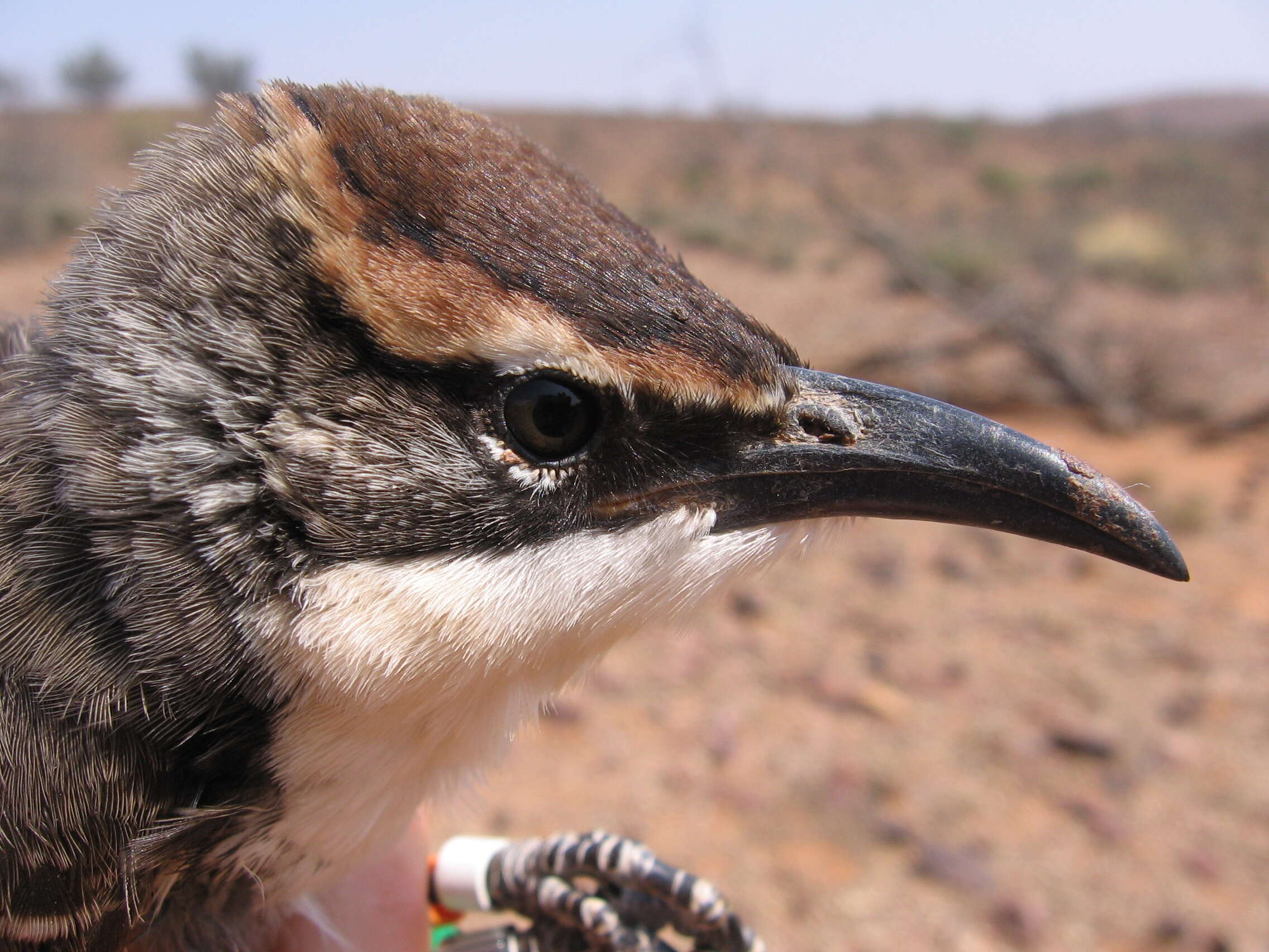 Pomatostomus ruficeps (Hartlaub 1852) resmi