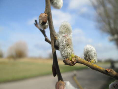 Image of goat willow