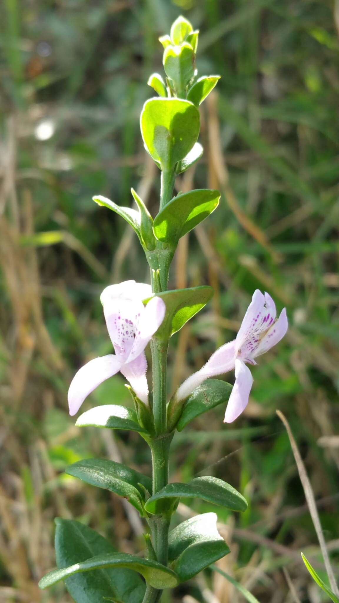 Imagem de Hypoestes maculosa Nees