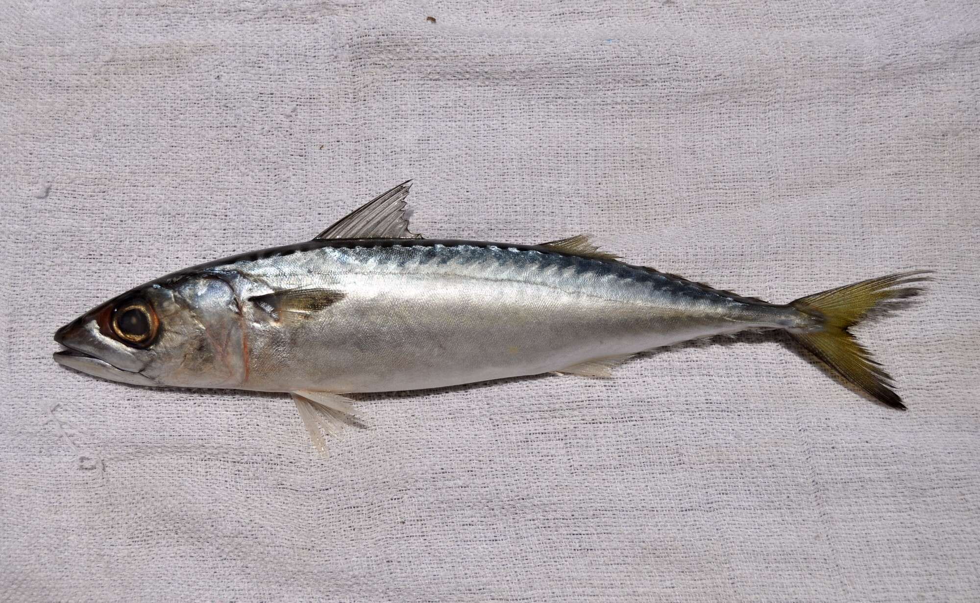 Image of Pacific Chub Mackerel