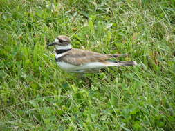 Image of Killdeer