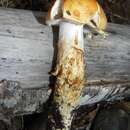 Image of Cortinarius pseudotriumphans M. M. Moser & E. Horak 1975