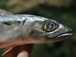 Image of Pacific Chub Mackerel