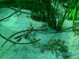 صورة Histiogamphelus briggsii McCulloch 1914