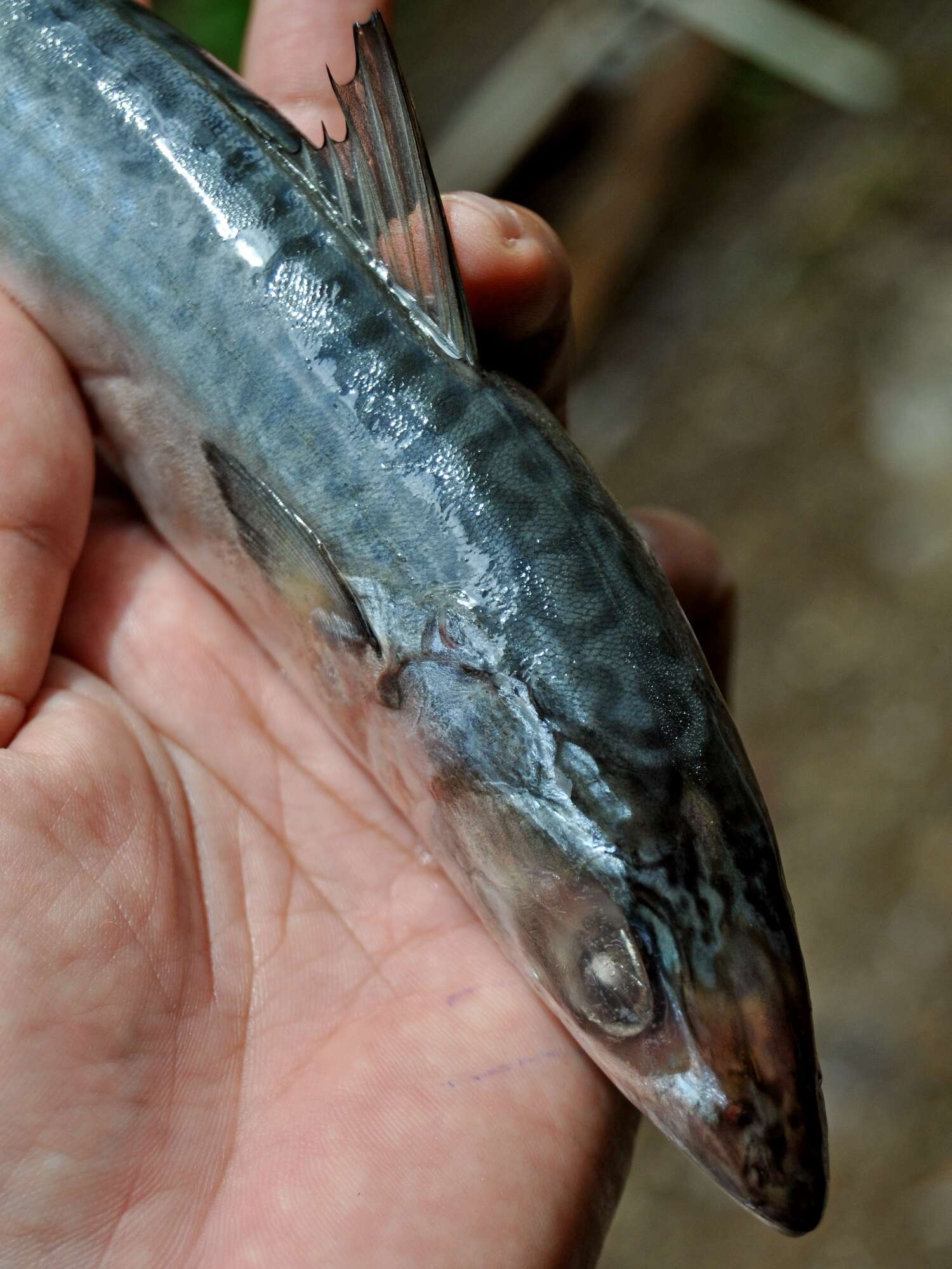 Image of Pacific Chub Mackerel