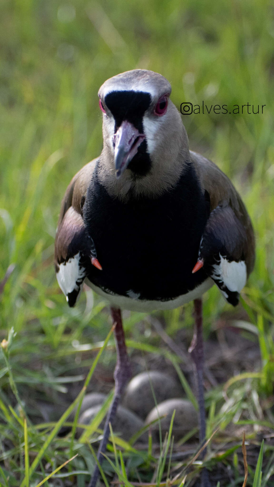 Image of Vanellus chilensis cayennensis (Gmelin & JF 1789)