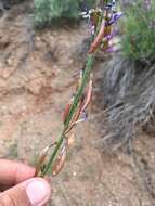 Plancia ëd Astragalus coltonii M. E. Jones