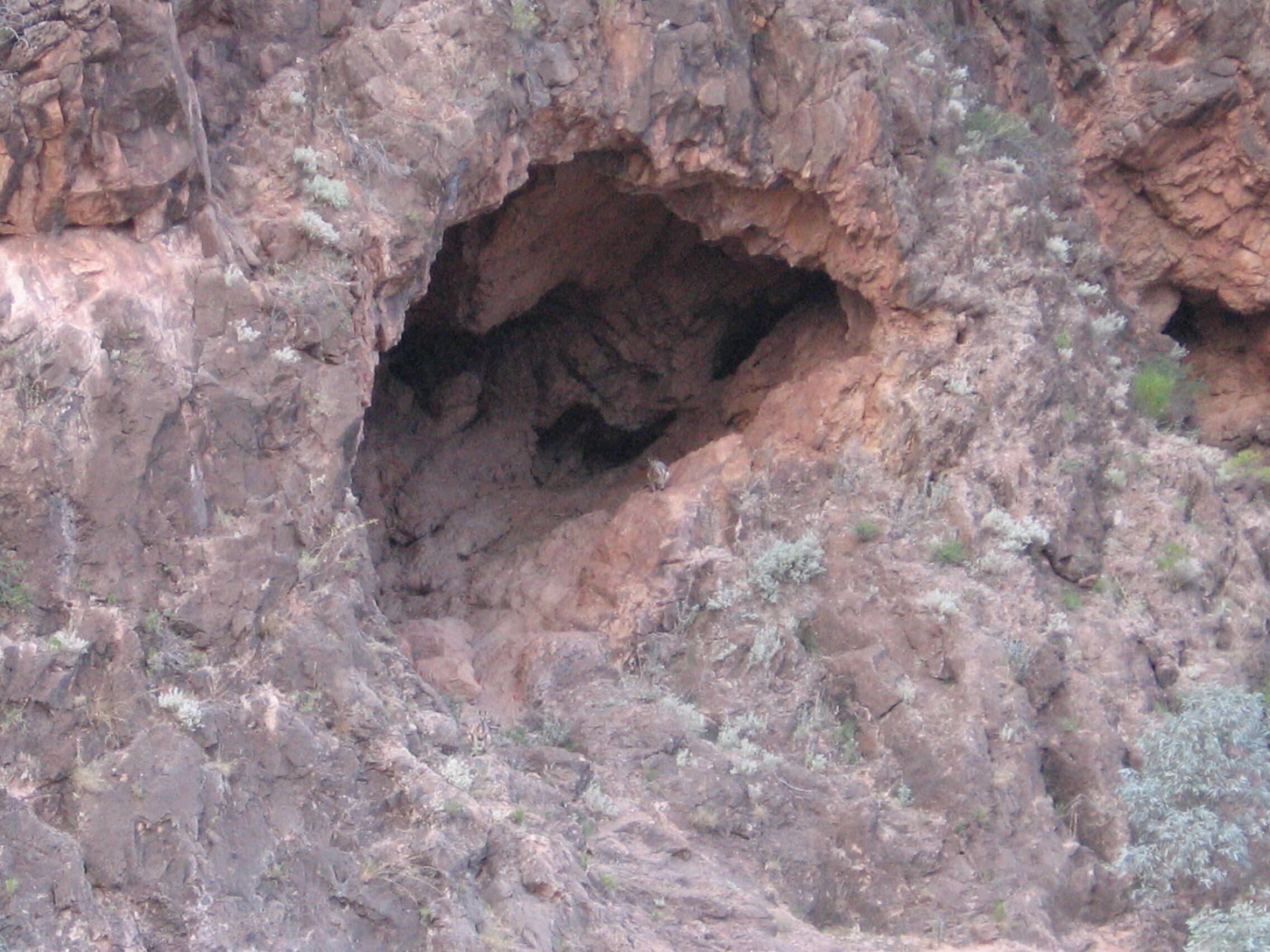 Image of Ring-tailed Rock Wallaby