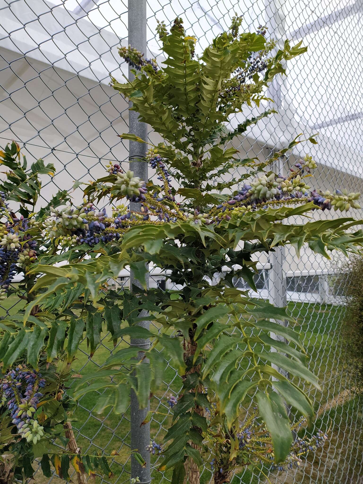 Sivun Berberis oiwakensis (Hayata) J. E. Laferriere kuva