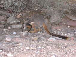 Image of Ring-tailed Rock Wallaby