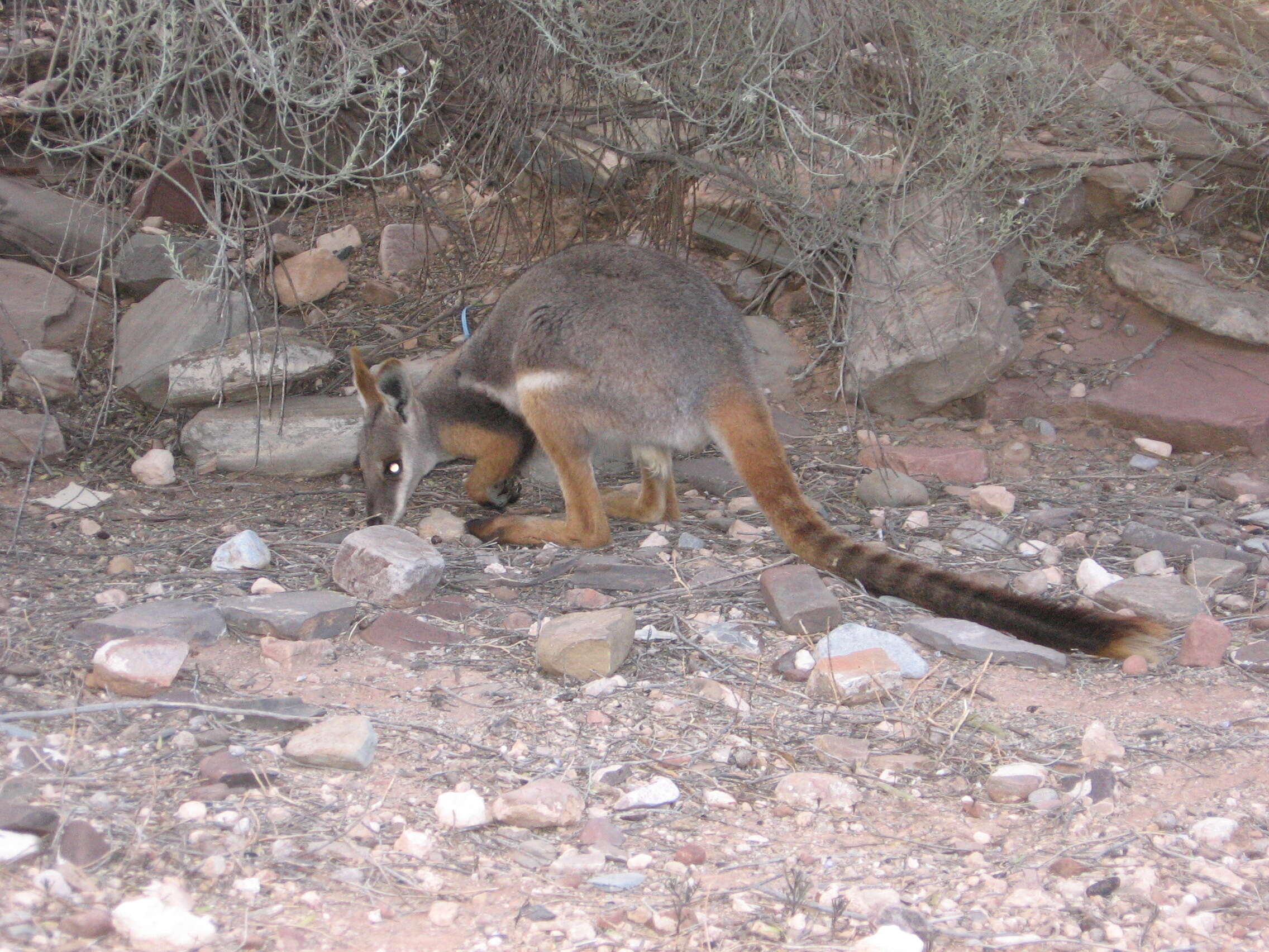 Image of Ring-tailed Rock Wallaby