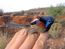 Image of Purple-backed Fairywren