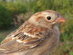 Image of Field Sparrow