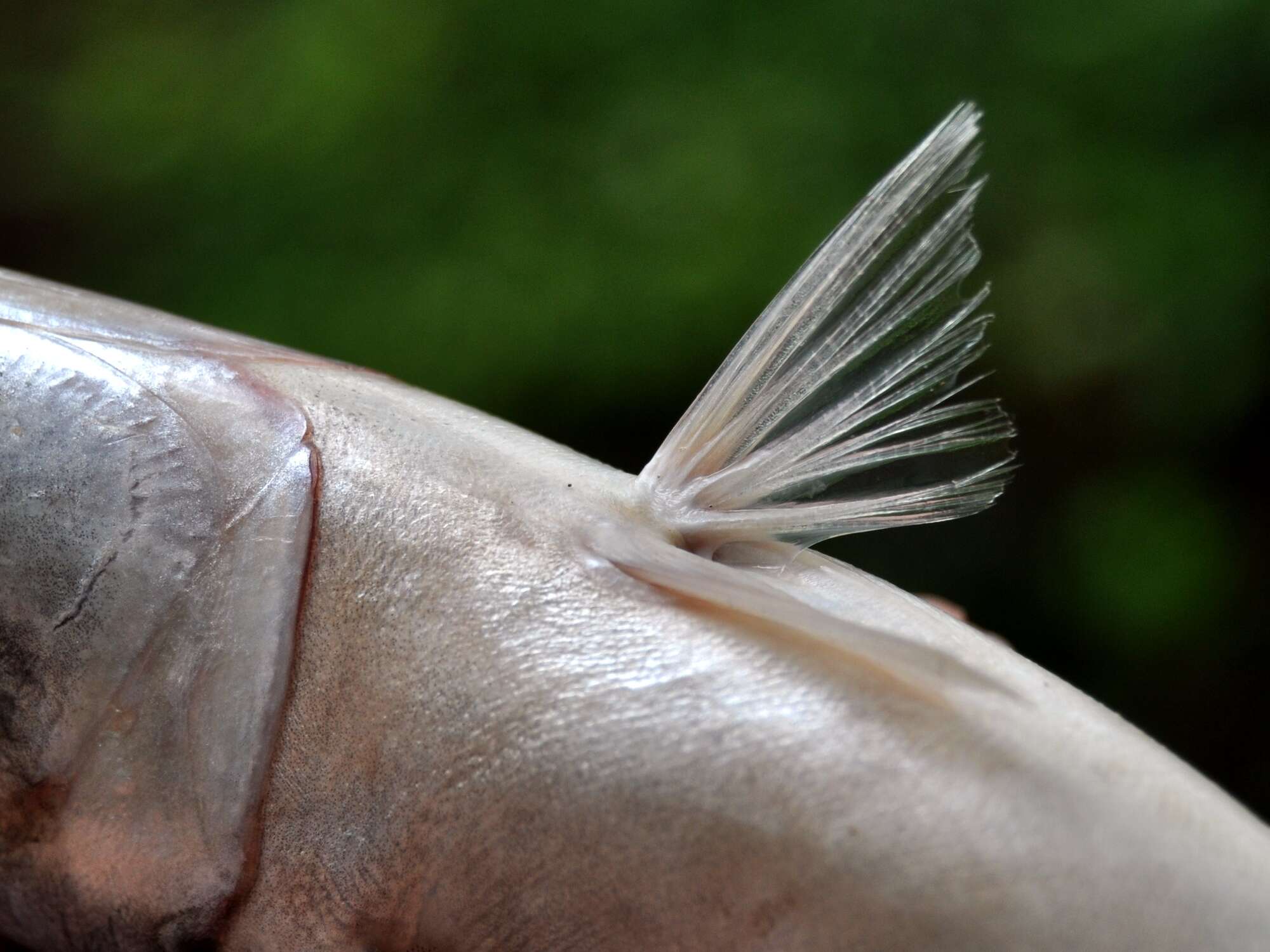 Image of Pacific Chub Mackerel