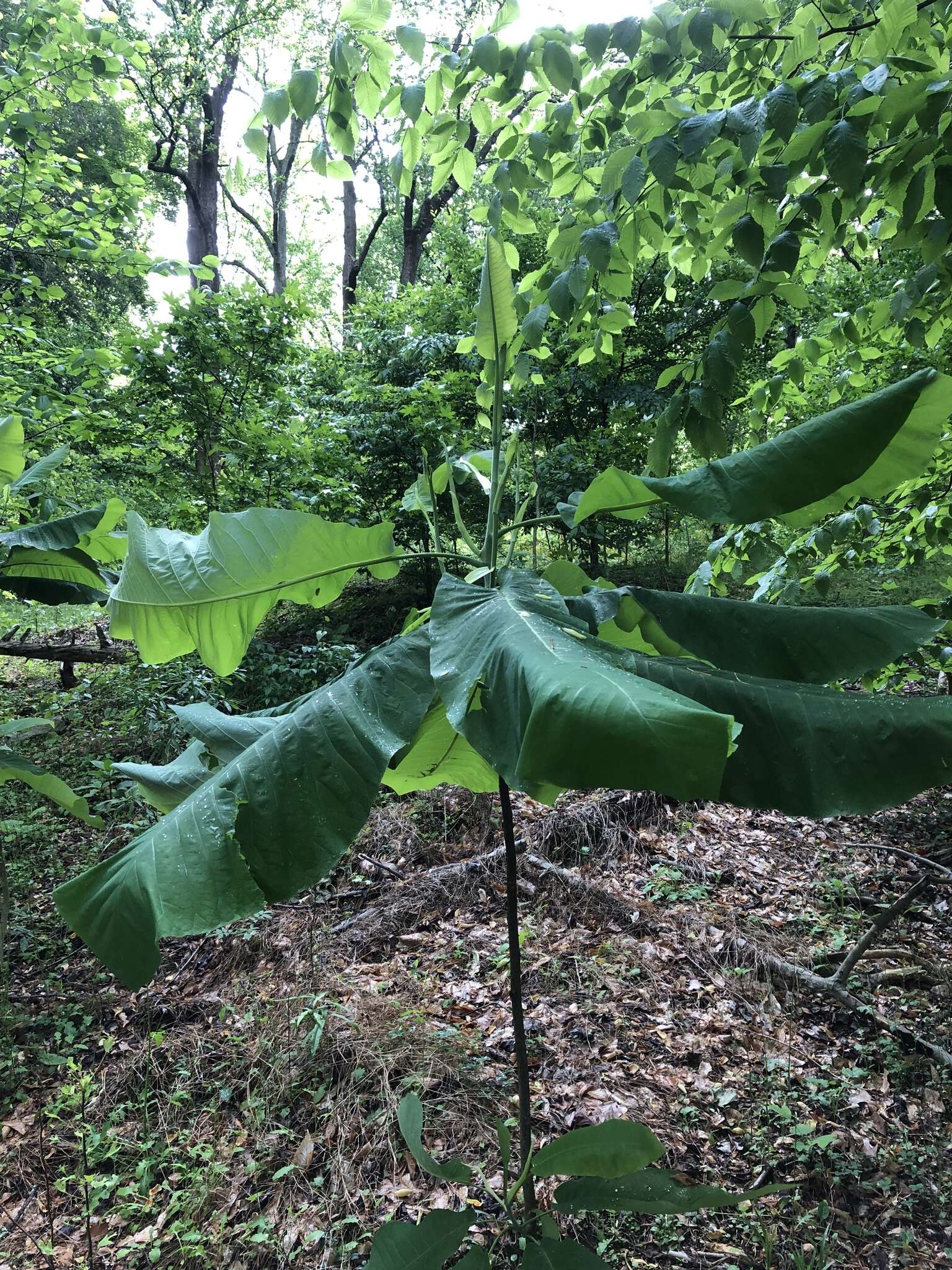 Image of Big-Leaf Magnolia