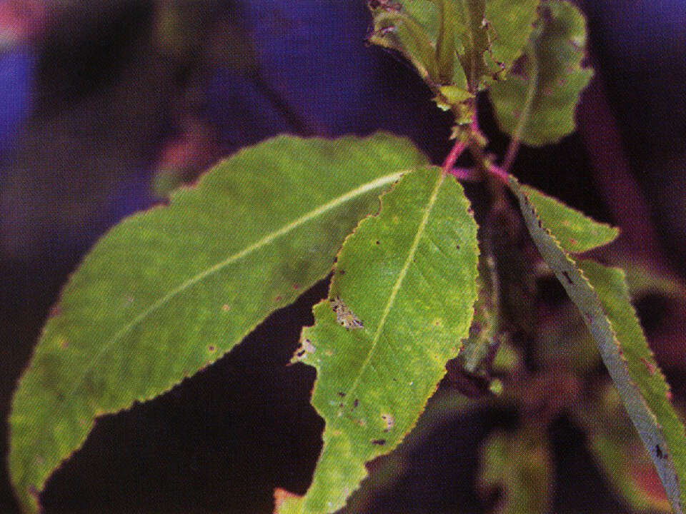 Image of peachleaf willow