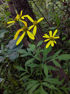 Image of cutleaf coneflower