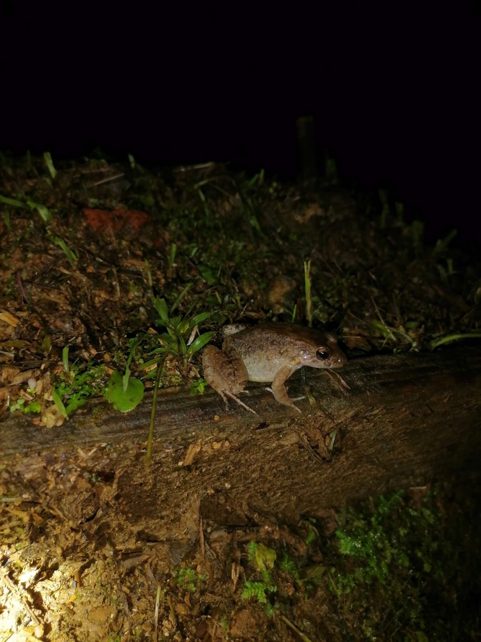 Image of Smooth-skinned ditch frog