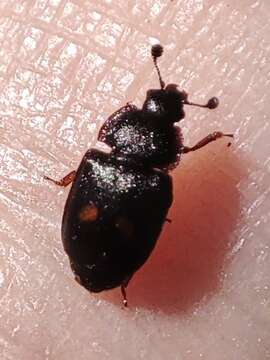 Imagem de Nitidula bipunctata (Linnaeus 1758)