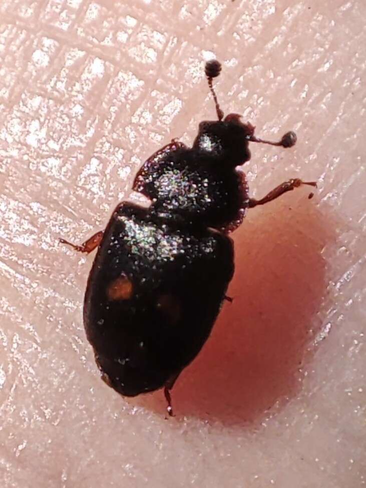 Image of Two-spotted Sap Beetle