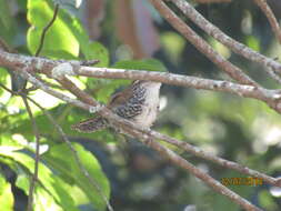 Image of Banded Wren