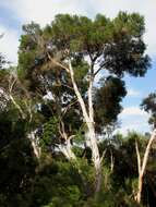 Image of swamp paperbark