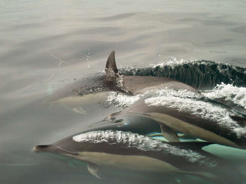 Image of Atlantic Dolphin