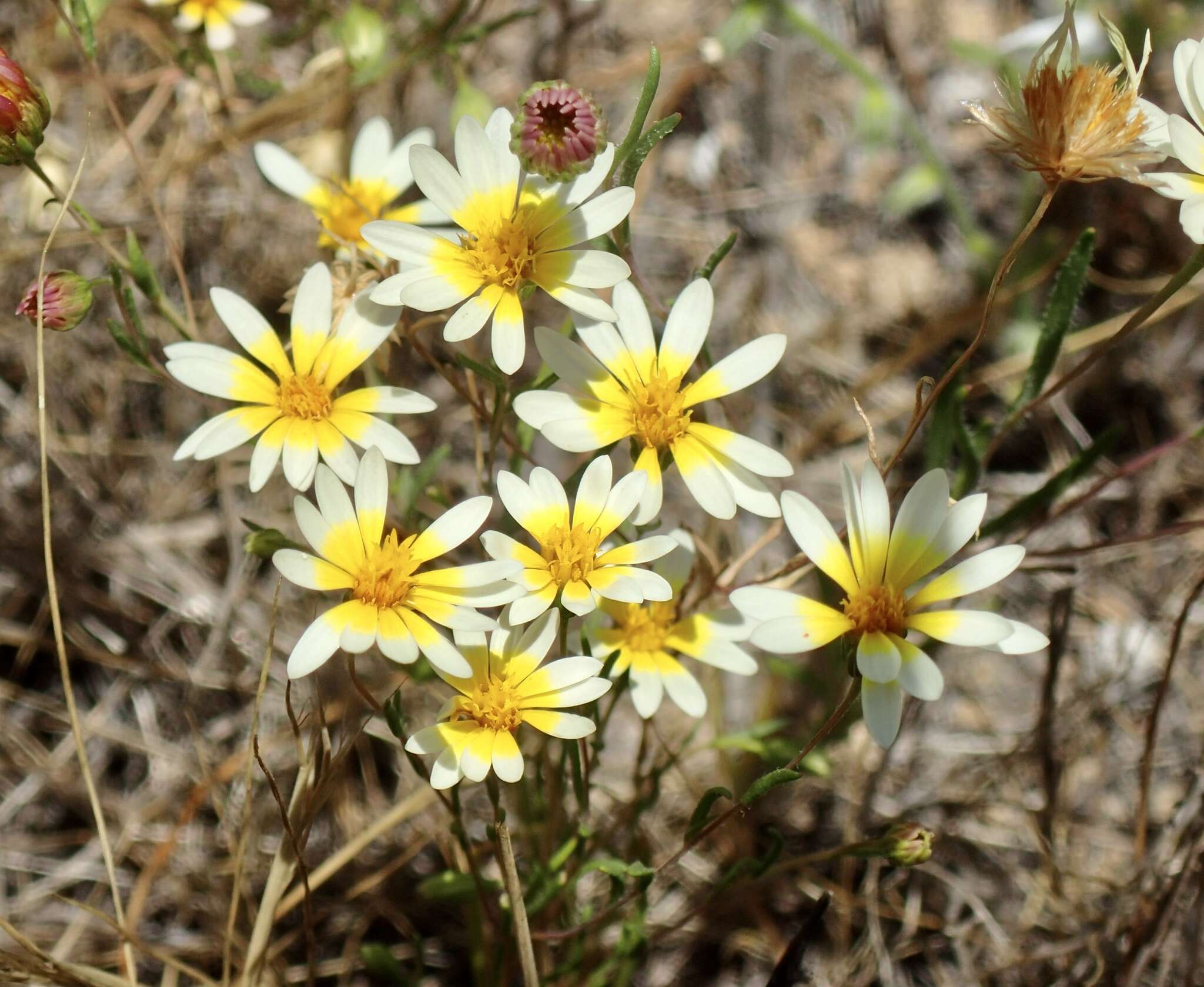 Image de Pentachaeta aurea subsp. allenii Keil