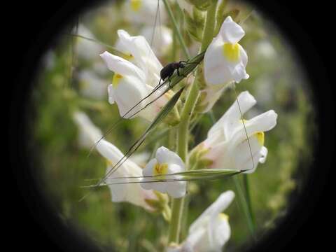 صورة Antirrhinum graniticum Rothm.