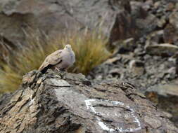 Image of Golden-spotted Ground Dove