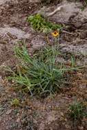 Image of Helenium laciniatum A. Gray