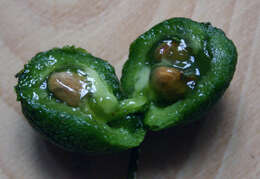 Image of Maerua cafra