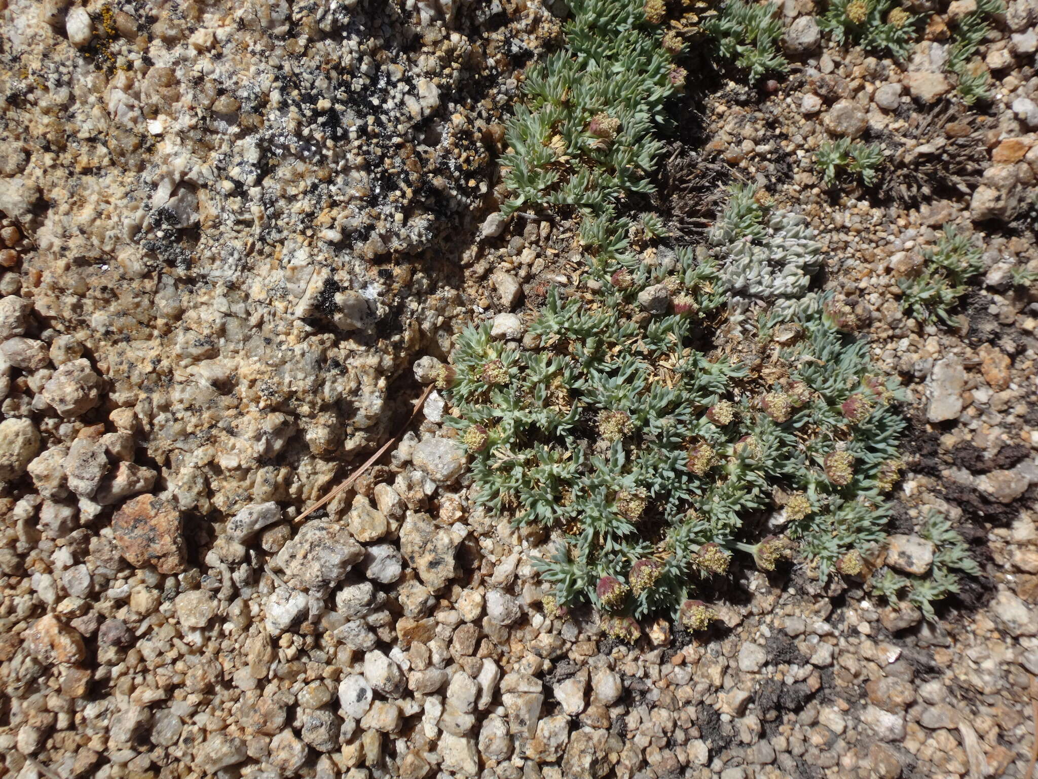 Слика од Podistera nevadensis (A. Gray) S. Wats.