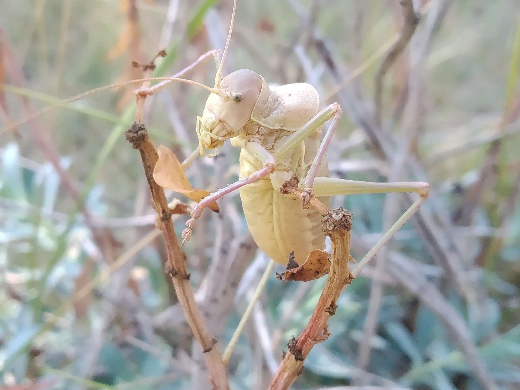 Image of Albarracinia zapaterii (Bolívar & I. 1877)