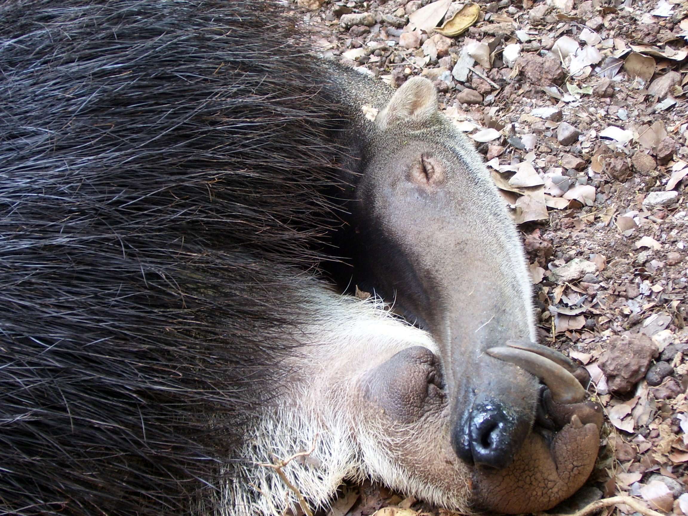 Image of anteater