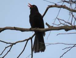 Turdus merula mauritanicus Hartert 1902 resmi