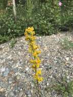 Image of Mt. Albert goldenrod