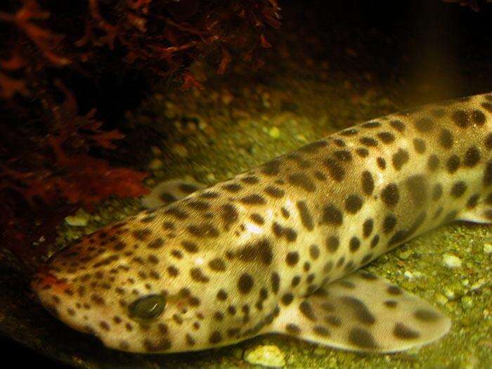 Image of Nursehound