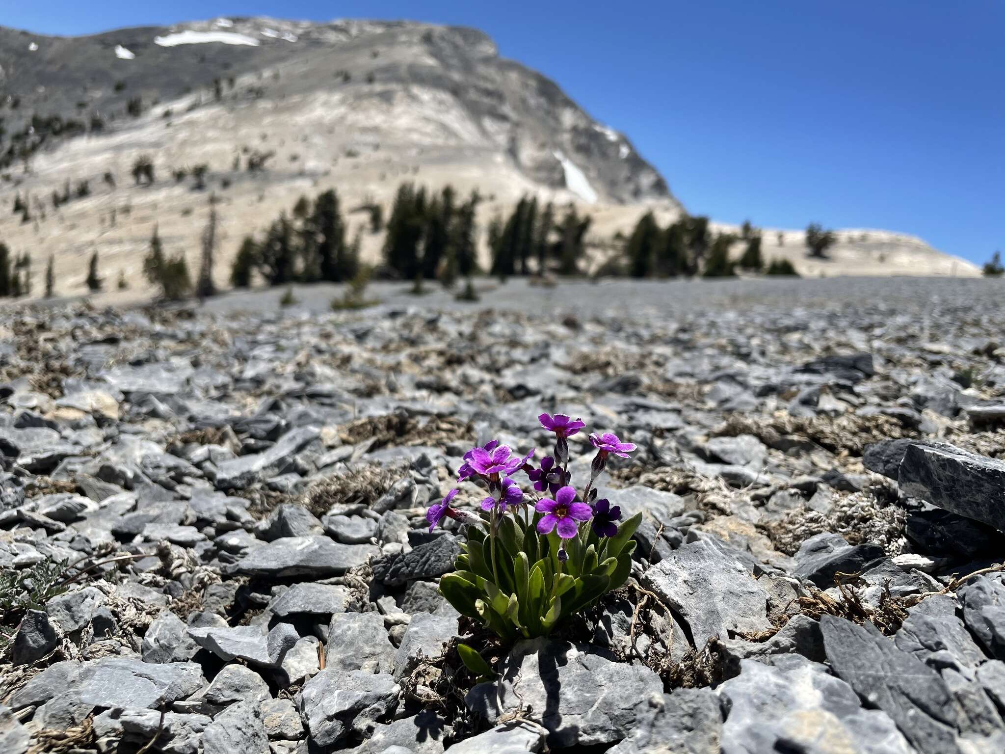 Image of Nevada primrose